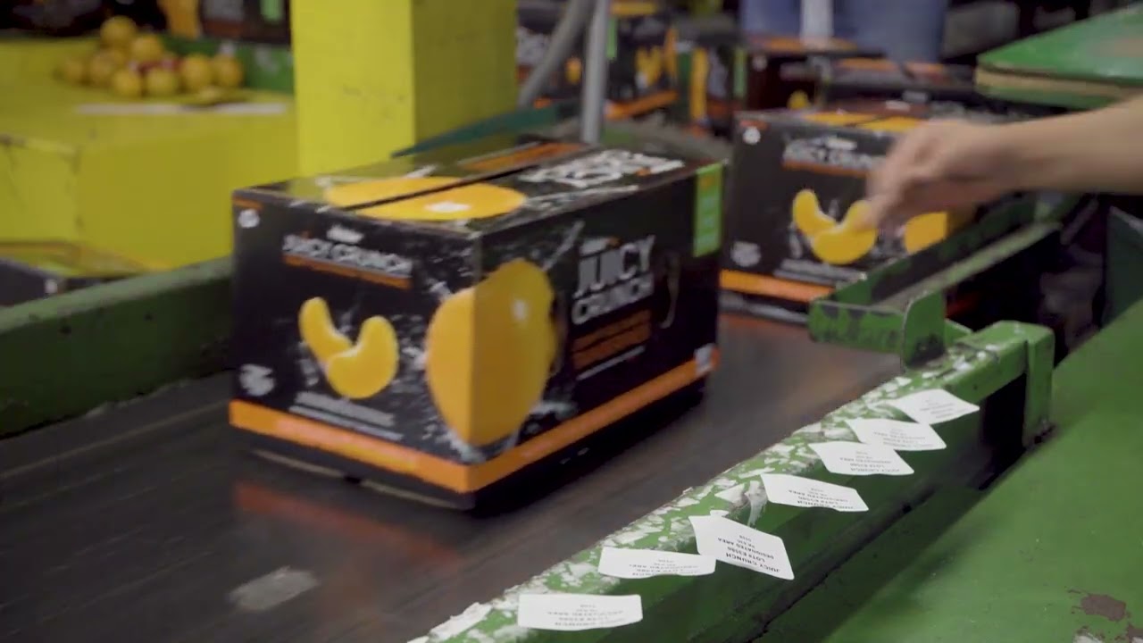 Juicy Crunch Tangerines--Citrus Gems 40 Years in the Making