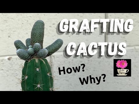 Video: Puas grafted cactus loj hlob?