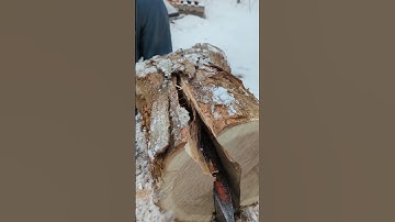 Oddly Satisfying Crisp Log Splitting Sounds #shorts 🪵🪵🪵😝 Oh yeah!