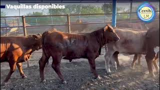 El Cerrito Beefmaster - Vaquillas