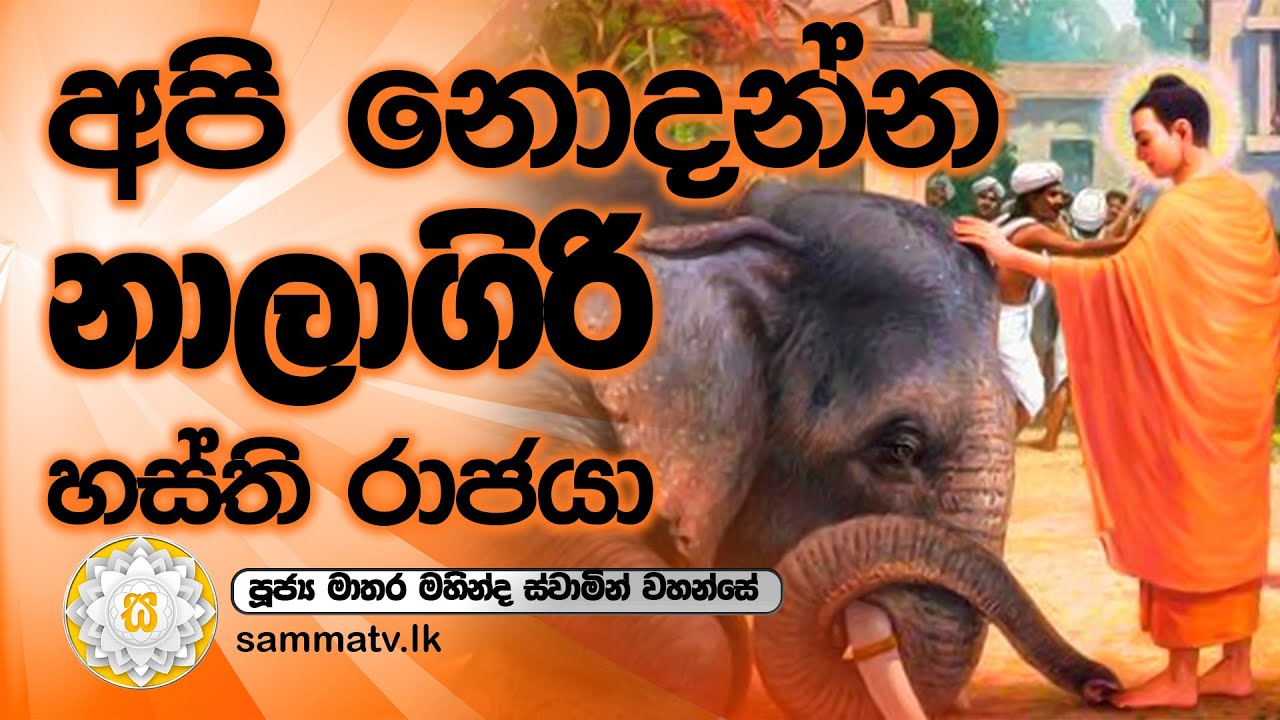 අපි නොදන්න නාලාගිරි හස්ති රාජයා|Matara Mahinda Thero|Ep.140