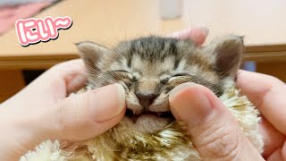 子猫に乳歯が生えてきた！【保護猫】