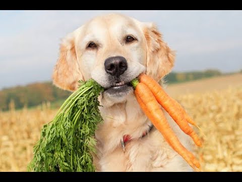 فيديو: علامات وأعراض سرطان القولون في الكلاب