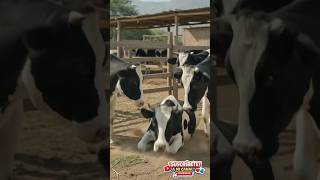 ¡Las vacas engañaron al suegro! 😂🐄