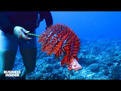 The Riskiest Underwater Jobs In The World