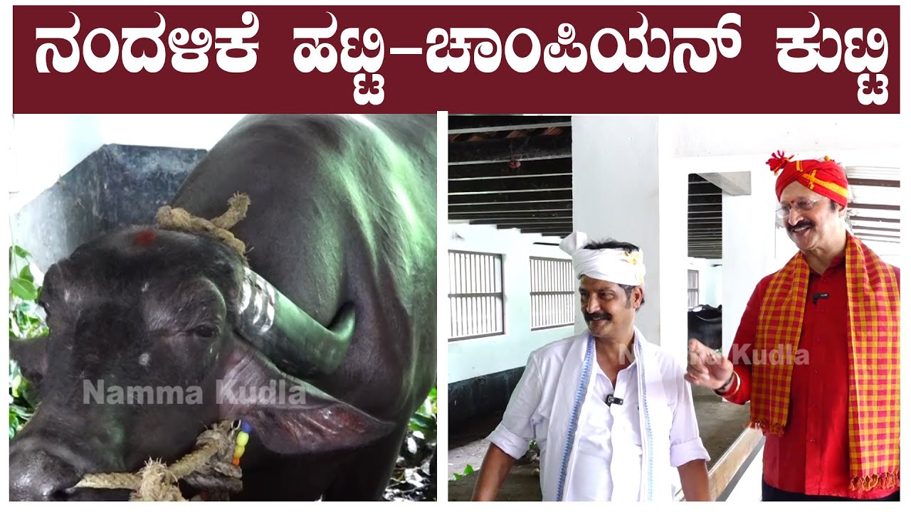ನಂದಳಿಕೆ ಹಟ್ಟಿ - ಚಾಂಪಿಯನ್ ಕುಟ್ಟಿ