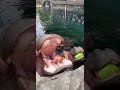 Hippos Get Watermelon Treats - Cincinnati Zoo #shorts