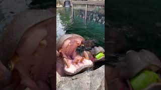 Hippos Get Watermelon Treats - Cincinnati Zoo #shorts