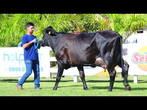 LOTE 04 FLAUTA FIV BRADNICK 678 SÃO DOMINGOS 3447 BV