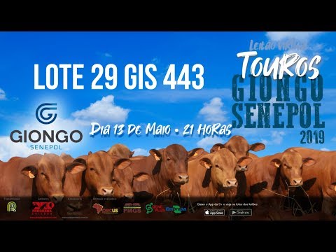 LOTE 29 GIS 443