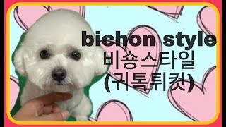 비숑프리제,비숑미용스타일,비숑귀툭튀컷,How to groom a Bichon frise. Bichon style