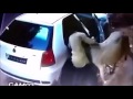 Indian man kidnaps a Cow in his Car Back Seat !!