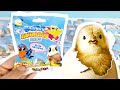 ЯЙЦА ПТИЦ Eggy Animals Birds Новые сюрпризы в пакетиках от СБАБАМ! Surprise eggs unboxing