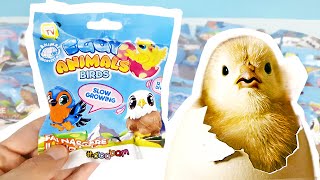 ЯЙЦА ПТИЦ Eggy Animals Birds Новые сюрпризы в пакетиках от СБАБАМ! Surprise eggs unboxing