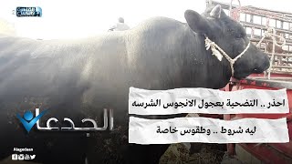 احذر .. التضحية بعجول الانجوس الشرسه .. ليه شروط .. وطقوس خاصة