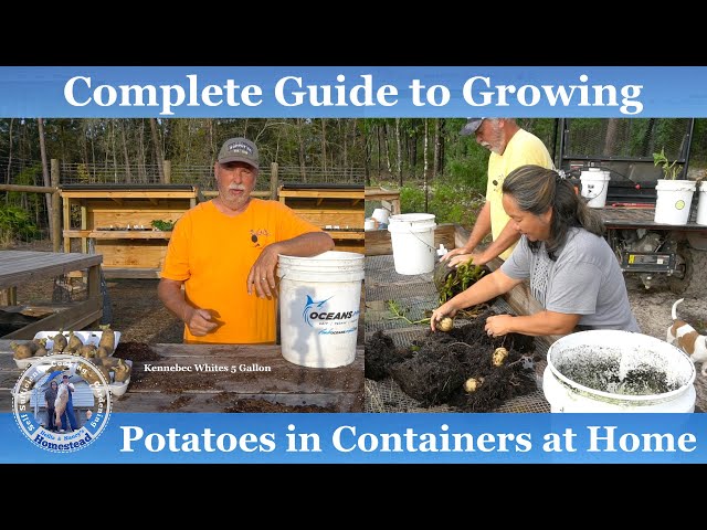 How to Plant & Grow Potatoes 🥔 in Containers