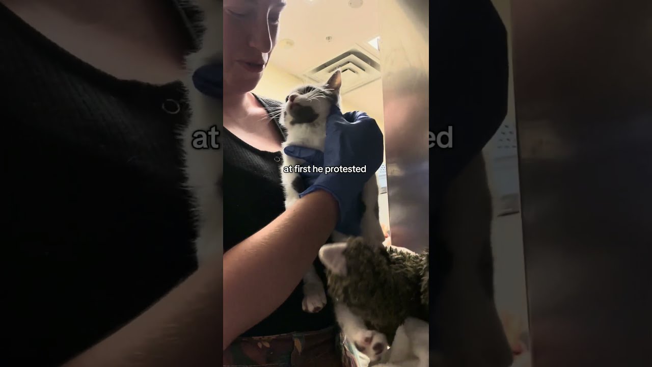 I Really Thought We Had Made It Catsoftiktok Cute Shelterkitten Cuteanimals Foreverlove