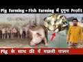 Pig Farming + Fish Farming में दुगना Profit | Pig के साथ फ्री में Machli Palan | Integrated Farming