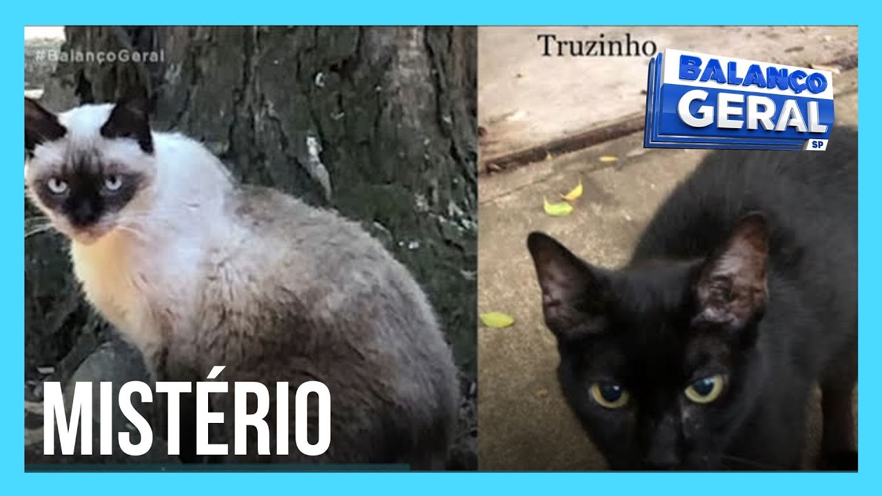 Gatos são encontrados mortos em parque da zona oeste de São Paulo