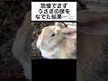 我慢できず、うさぎの頭をなでた結果…