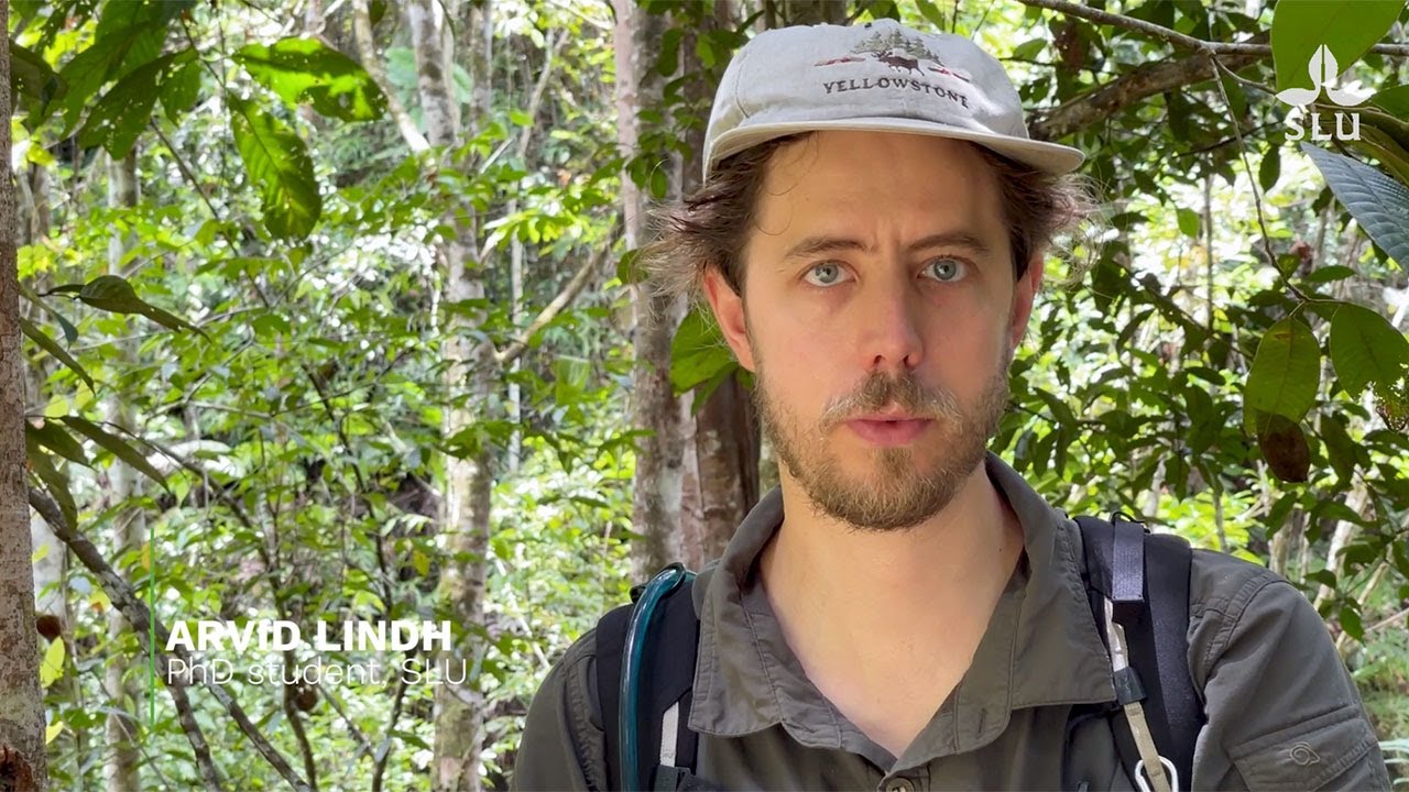 Can native trees provide the same economic value as exotics? - YouTube