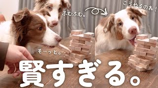 ジェンガをする賢い先住犬を見て真似っこする弟犬が可愛すぎる❤【ボーダーコリー・オーストラリアンシェパード】