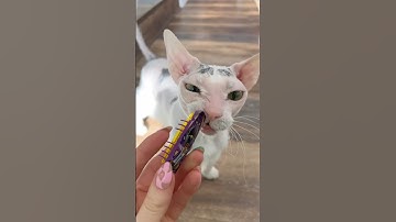 I Got My Cats Robot Insects 🐞 #shorts #pets #sphynx #cats #cattoys