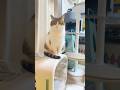首がないから…😿　#あるある #ねこ動画 #cat #猫のいる暮らし #保護猫 #ねこ部 #ねこ #猫好きさんと繋がりたい #猫のいる生活 #マンチカン
