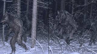I've Mapped DOGMAN Migration for 18 Years. The Pattern Just Broke—All Moving Towards North Wisconsin