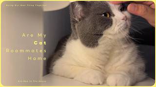 貓咪睡前討摸摸｜陪你入眠的放空音樂｜Cats & Soft Vocal Music screenshot 3