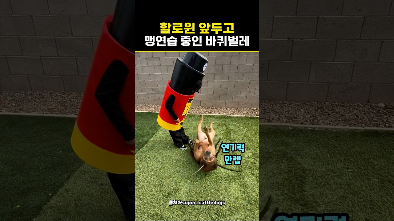 세상에서 제일 귀여운 바퀴벌레와 살 충제