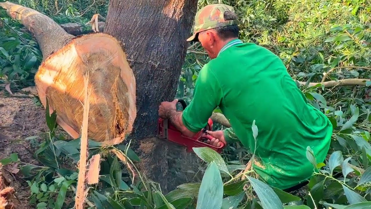 thợ cưa hạ hai cây tràm bông vàng xuống kinh kéo lên không được #mientaytv