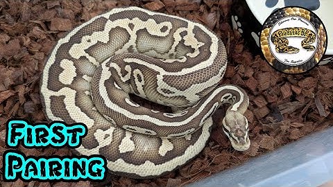Breeding Ball Python
