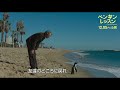海に返しても戻ってくる“よちよちペンギン”がかわいすぎる！　奇跡の実話の映画化『ペンギン・レッスン』本編映像