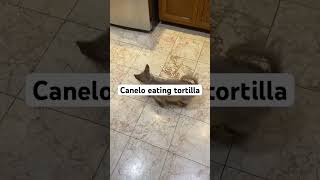 Canelo eating tortilla #dog #dogs