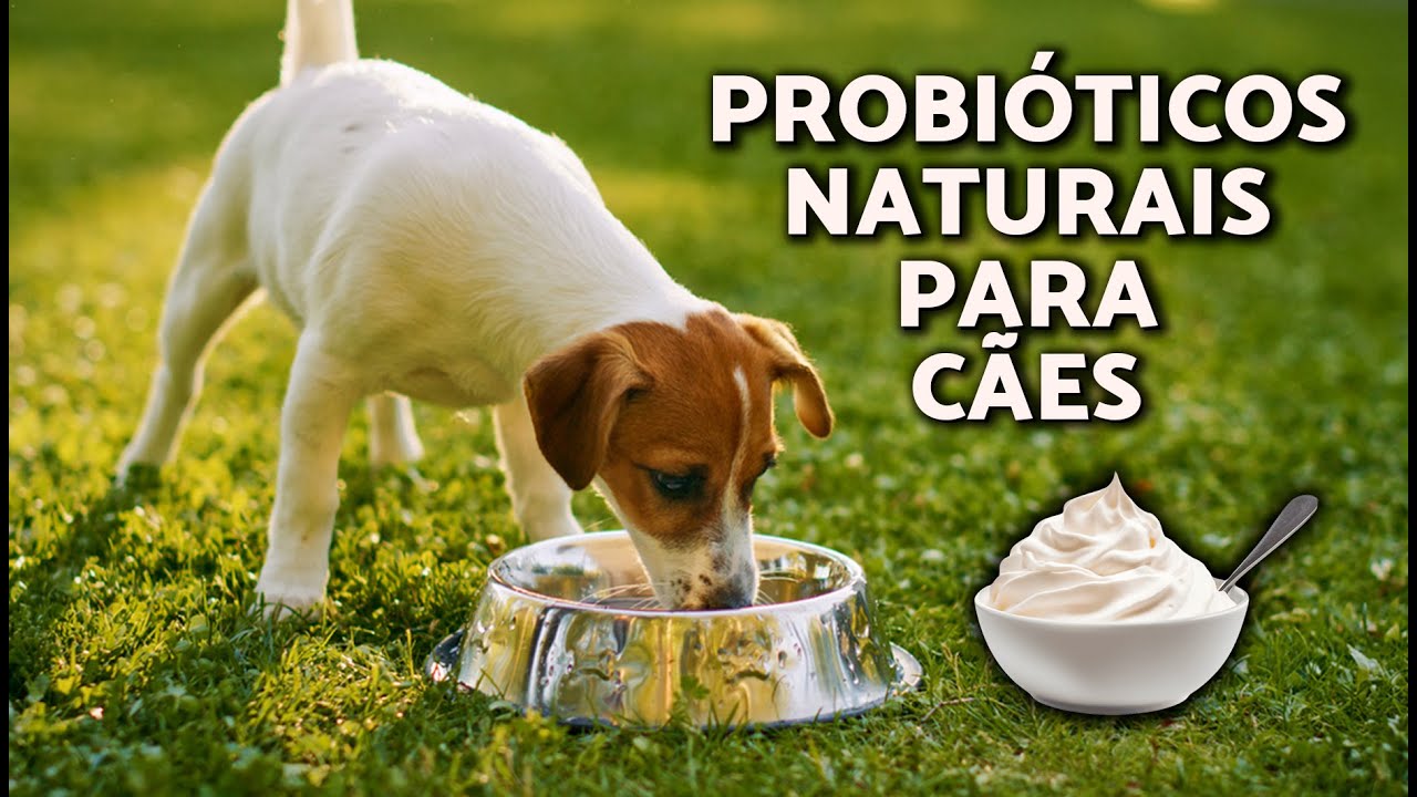 Qual o MELHOR PROBIÓTICO para CACHORRO? 🧫🐕 BENEFÍCIOS e PARA QUE SERVEM ...