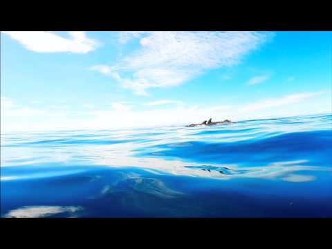 A fun dive with Pilot Whales - FIJI - NAMENA DIVERS