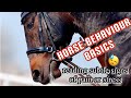 Equine Behaviour Basics: What is Your Horse Saying to You? | Part 1