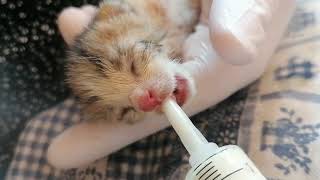 How to feed Kittens - Tiny Foster Kitten / Eating time