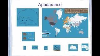 Visual Information Design Final Video Profile