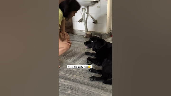 This Guilty Dog Got Scolded For? 😱 #shorts #dog #dogs #pets #pet #animals #animal #viral #trending