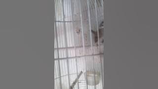 Gereja isian kenari  & gelatik