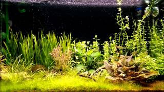 Aquarium plants produce oxygen - Wasserpflanzen Sauerstoff Assimilation -  YouTube