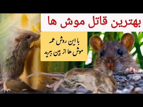با این روش ها همه موش های مزاحم را از بین ببرید باغبانی با قربان آزاد