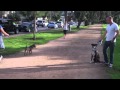 The Good Dog Minute 2/17/13 How We Transform Dog Aggression/Reactivity In Minutes! The Good Dog Minute 2/17/13 How We Transform Dog Aggression/Reactivity In Minutes!