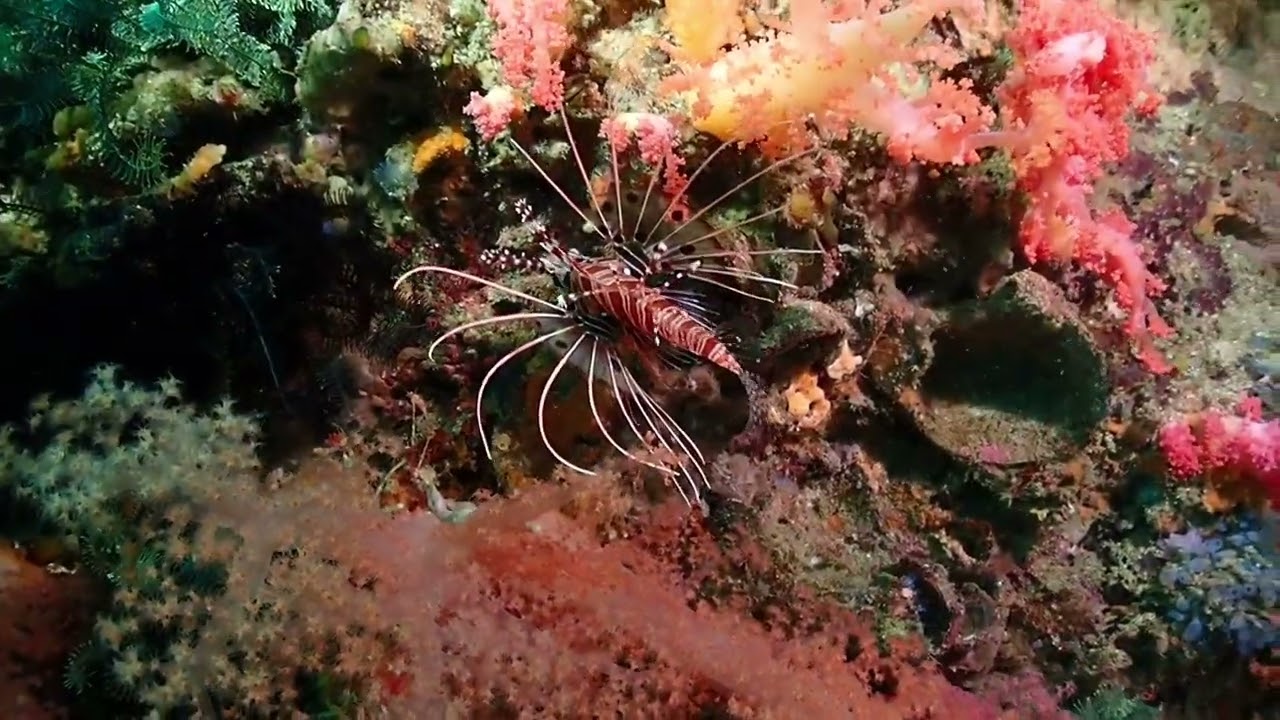 Pterois Antennata (Broadbarred Firefish)