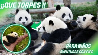 ¿POR QUÉ LOS PANDAS SON TAN TORPES?🐼 | PARA NIÑOS by Aventuras con Pipo 33 views 3 weeks ago 2 minutes, 51 seconds