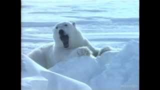 Wick Blau Werbung Eisbär 1994