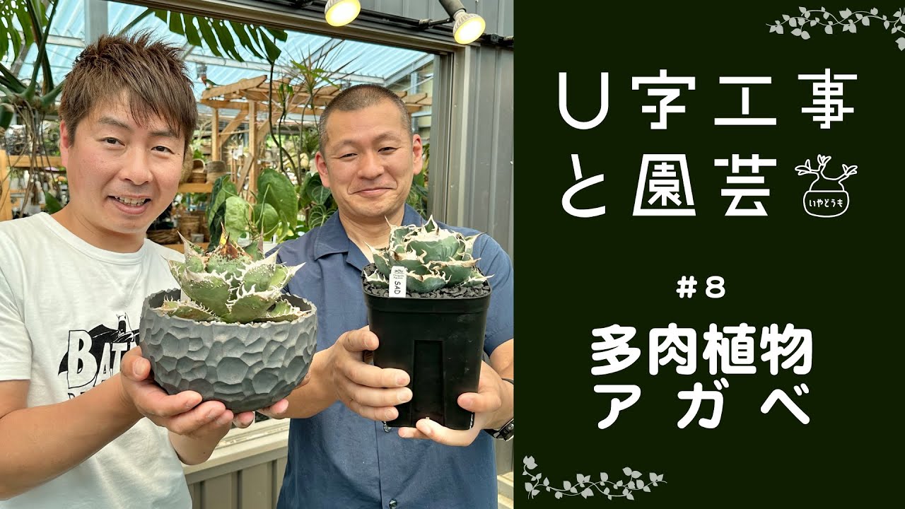 新品未使用 U字工事と園芸 限定タフティング ラグ アガベ 塊根 コーデックス U-shaped construction and gardening #08 - YouTube