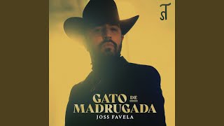Gato de Madrugada
